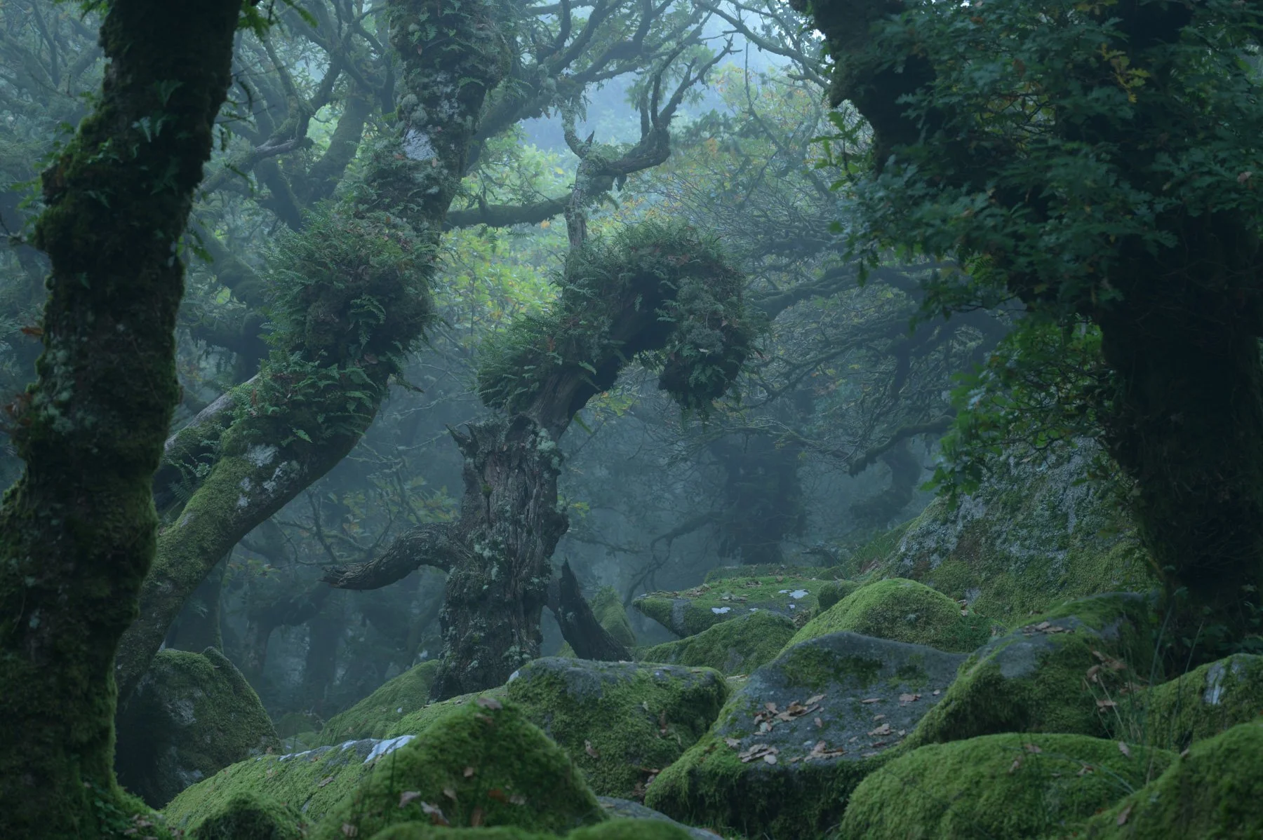 Forest Photography Editing Course, 4 Seasons! — Laanscapes